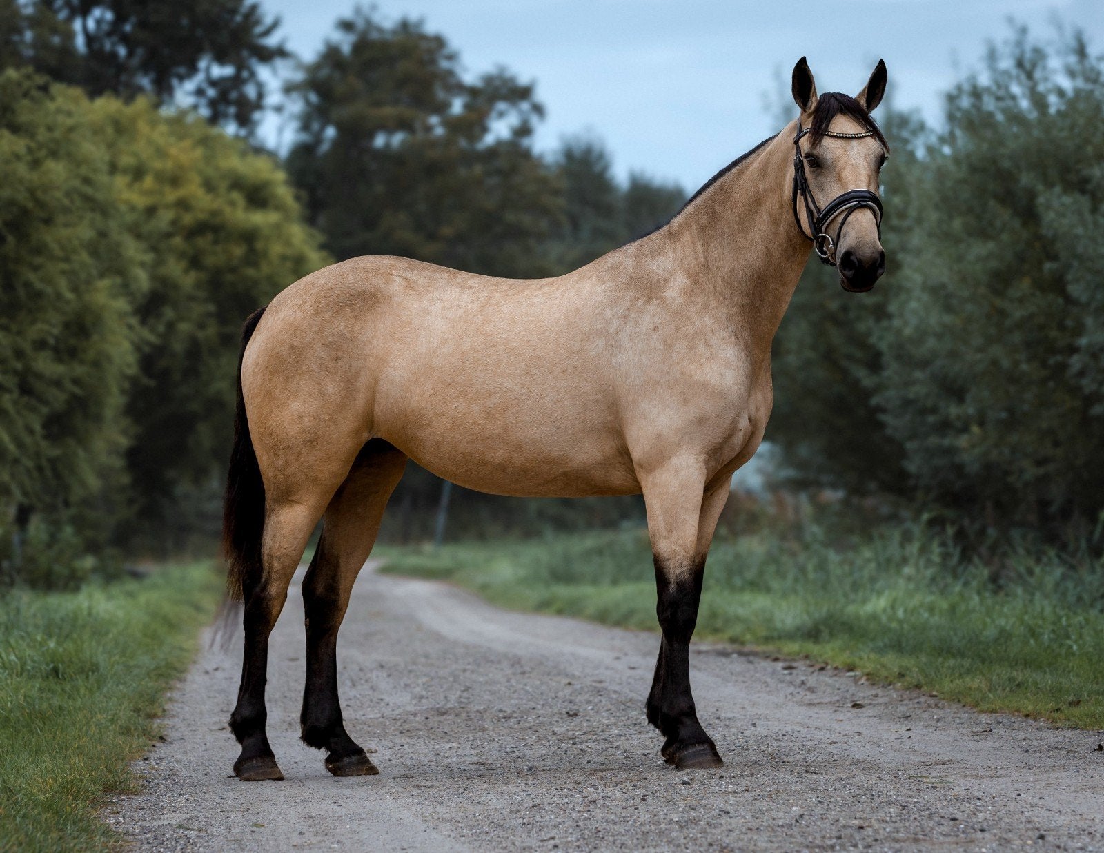 Mooie brave 3,5 jarige valk merrie, Dieren en Toebehoren, Merrie, Met stamboom, Zadelmak, 3 tot 6 jaar