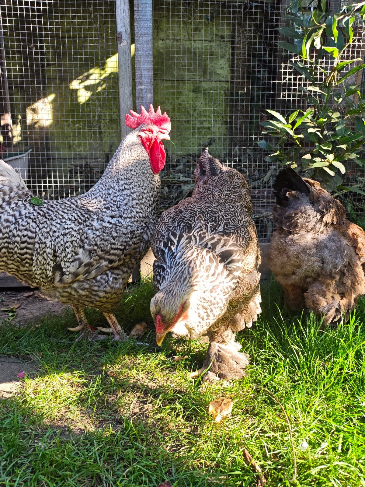 kippen brahma hennen + Noord Hollandse blauwe gaan, Meerdere dieren, Kip