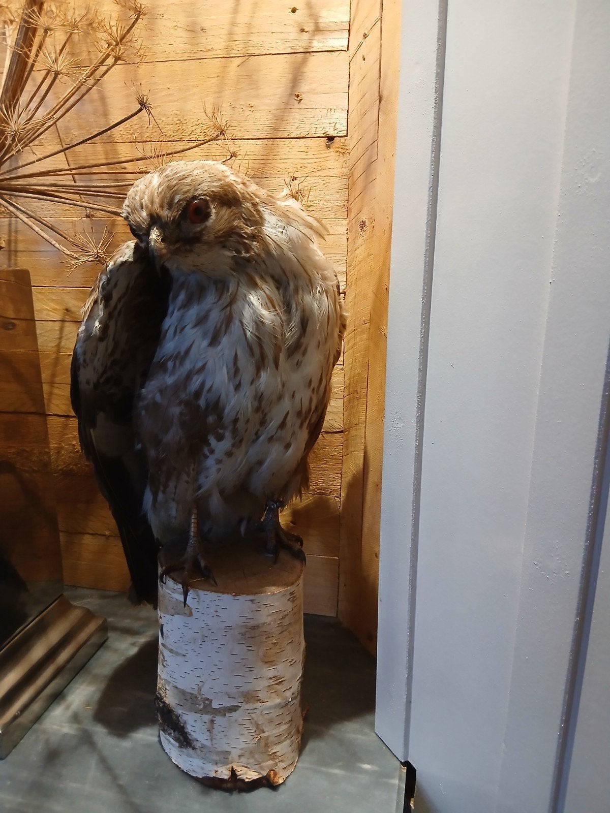 Mooie opgezette buizerd op houten sokkel, Verzamelen, Ophalen of Verzenden, Gebruikt
