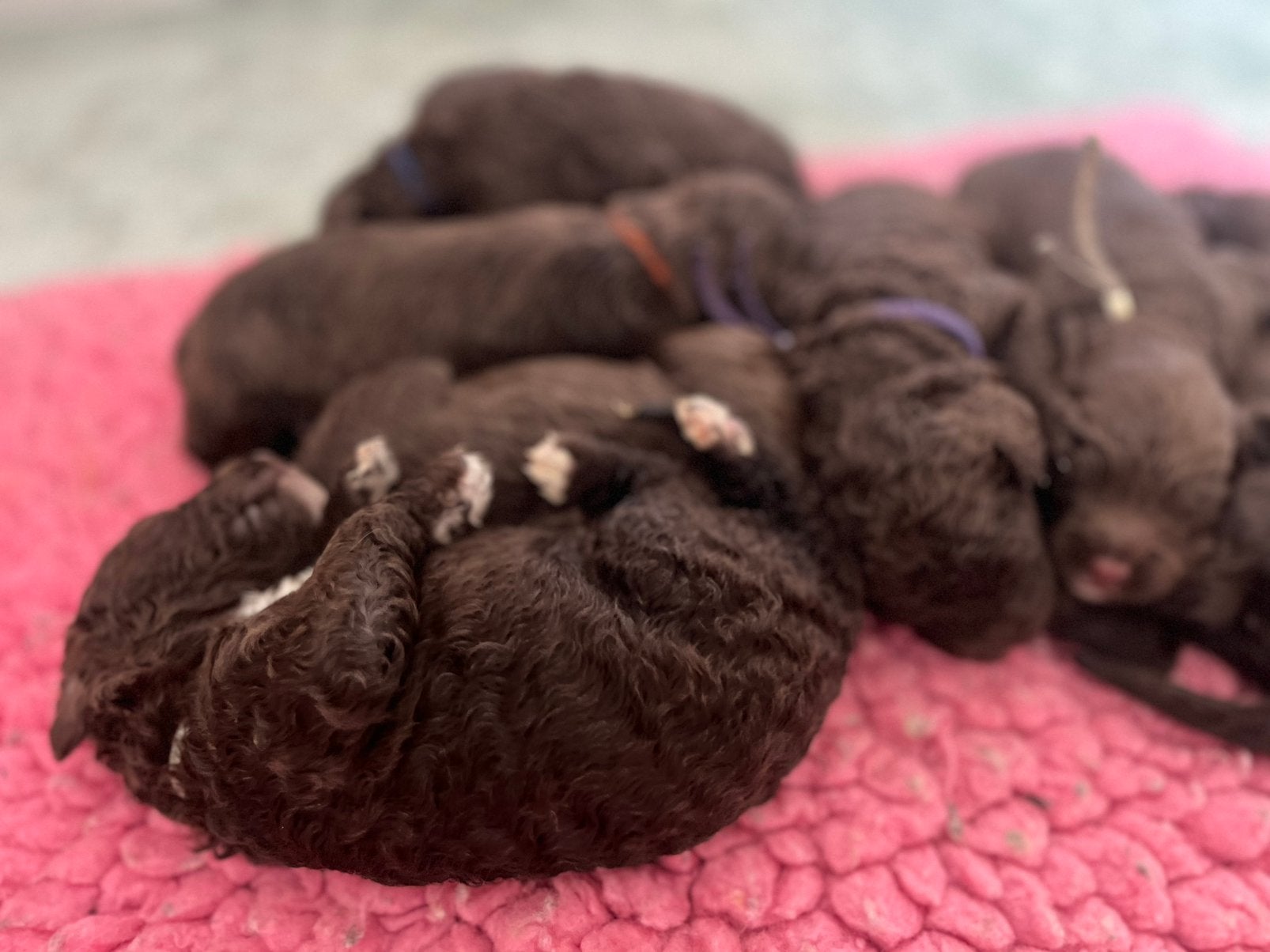 🚨donkerbruine labradoodle🚨, Overige rassen, 8 tot 15 weken, Parvo, Meerdere