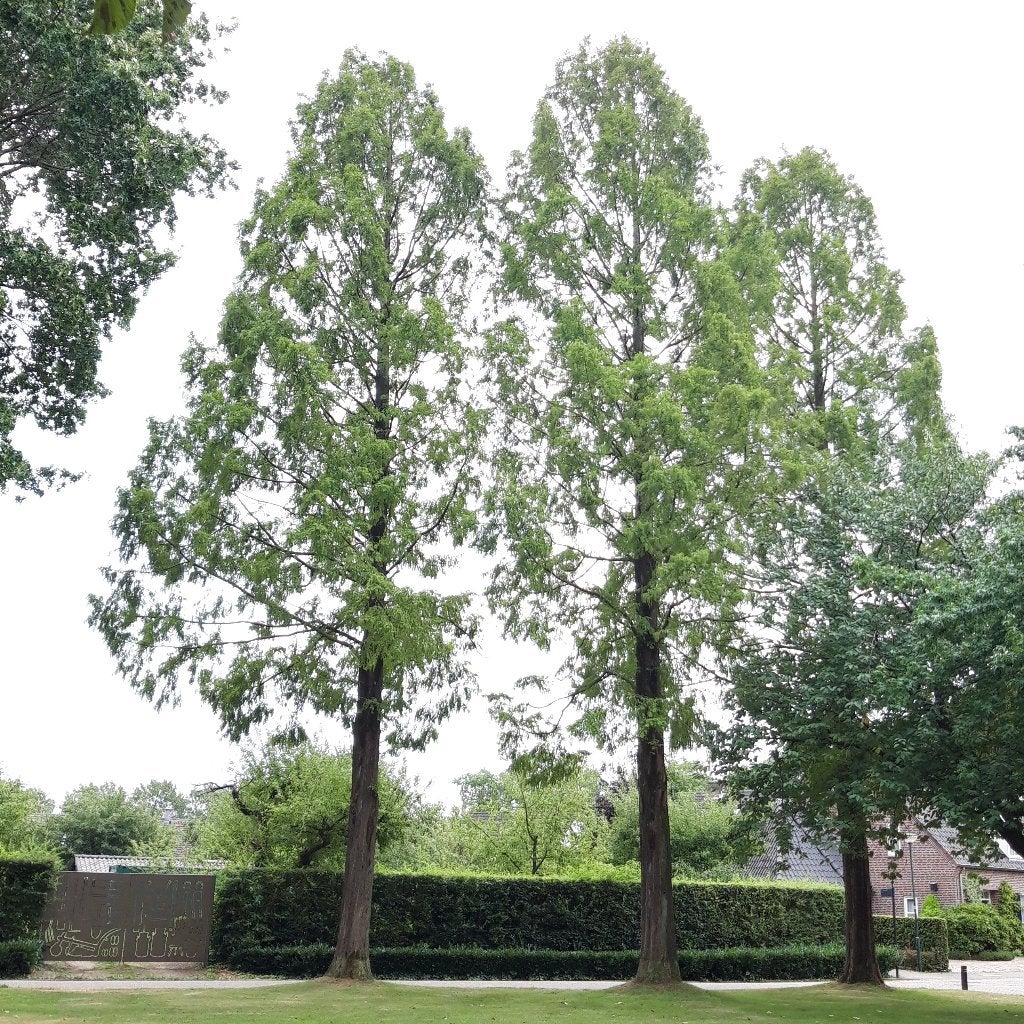 Metasequoia Glyptostroboides (watercipres) 80-200cm, Tuin en Terras, Planten | Bomen, Halfschaduw, Overige soorten, 100 tot 250 cm