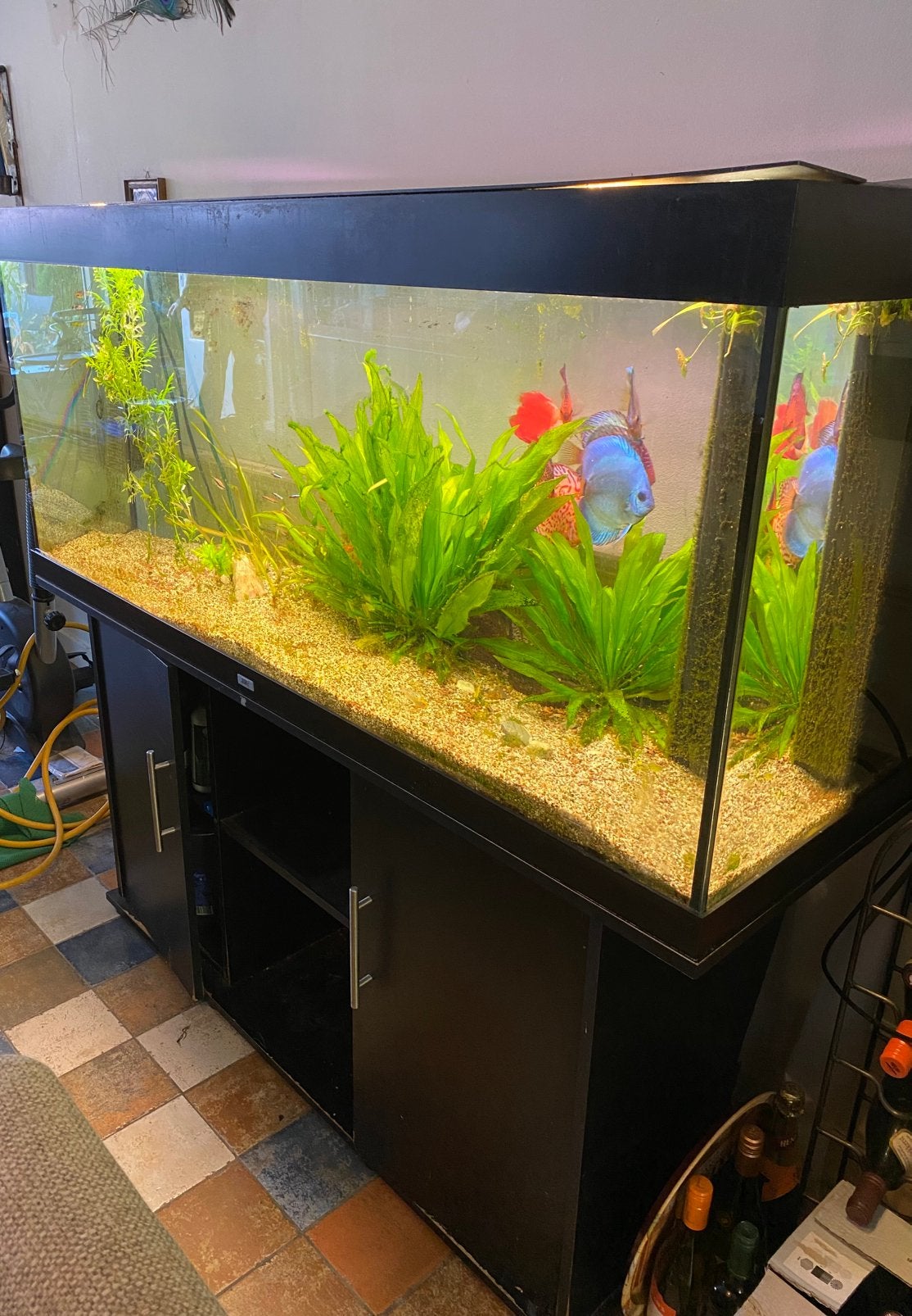 Aquarium met Discus vissen, Ophalen, Inclusief deksel, Zo goed als nieuw, Gevuld zoetwateraquarium