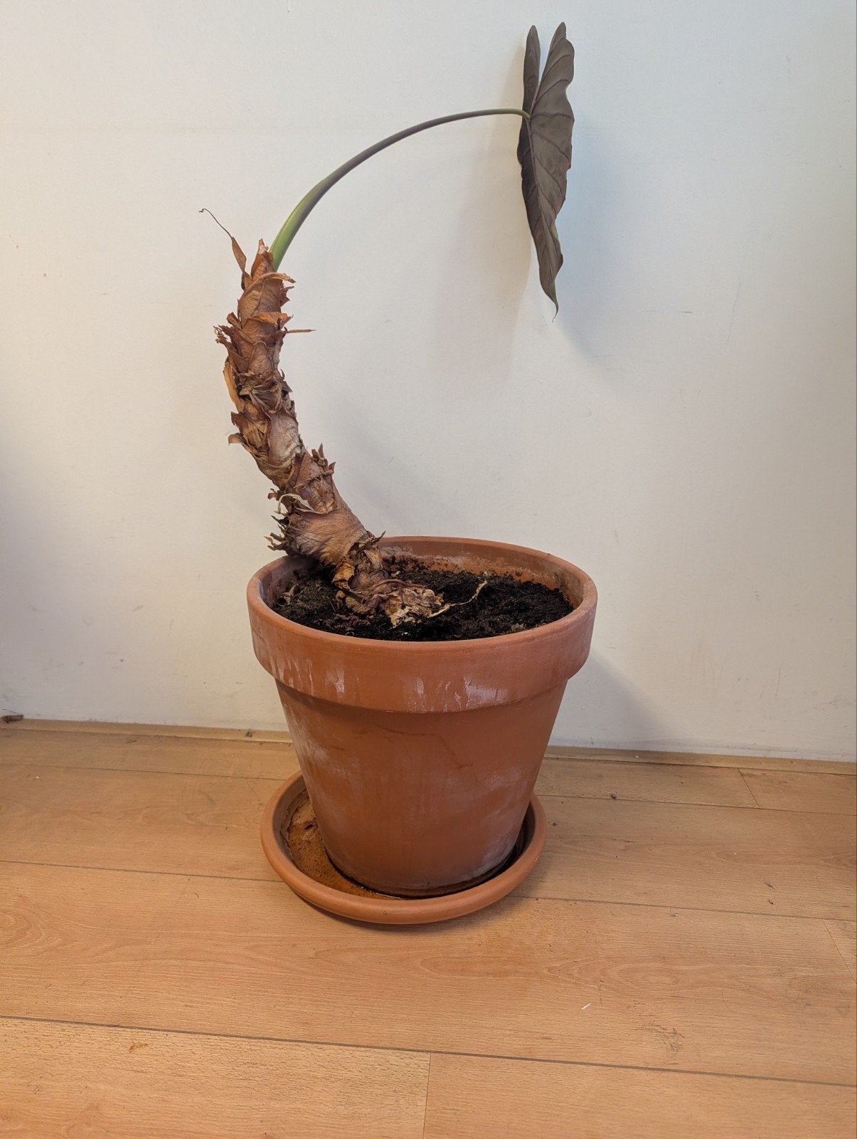 Grote terracotta pot inclusief olifantsoor plant, Ophalen, Halfschaduw, Minder dan 100 cm