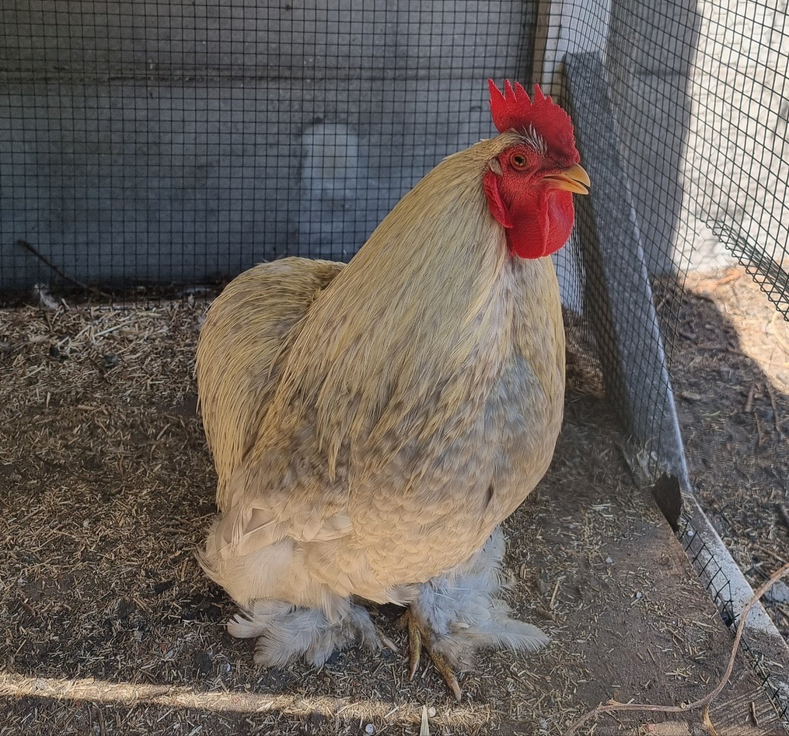 Cochin Rooster zoekt een nieuw thuis., Dieren en Toebehoren, Pluimvee, Mannelijk, Kip