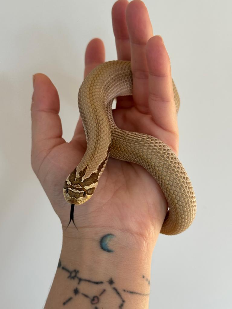 Hognose 0.1 Toffee belly Superconda 66% het Axanthic 2024 Hognose Snake - female for sale from Qmi