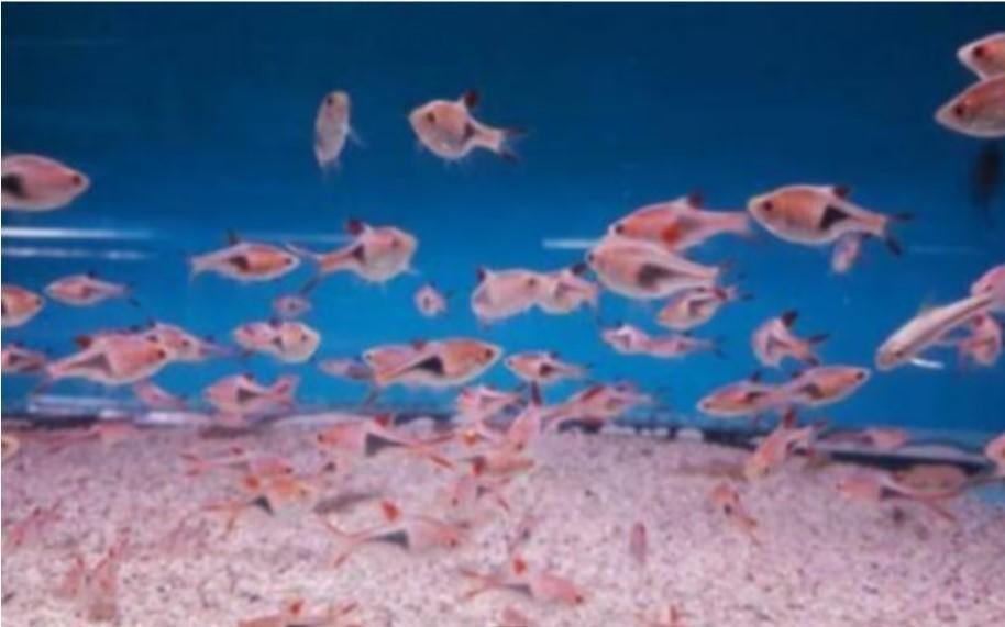 Rasbora - Kegelvlekje bij Koidreams in Valburg, Vis, Zoetwatervis