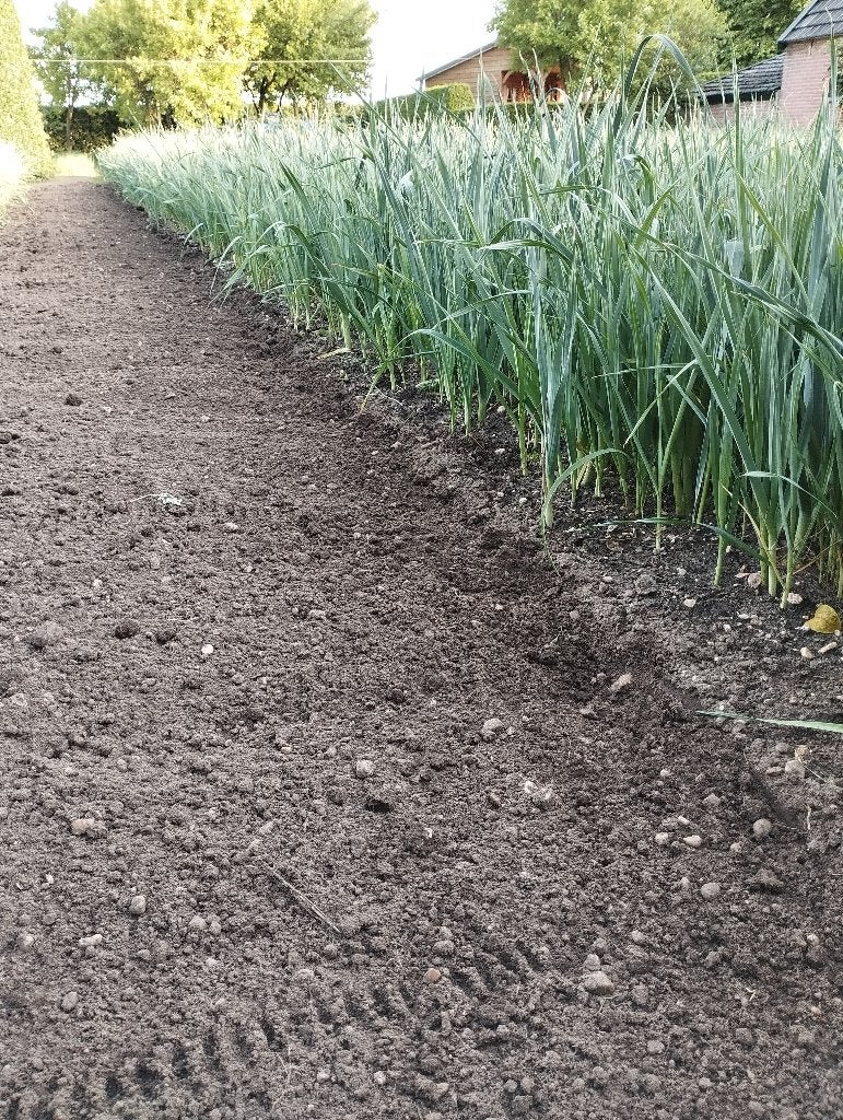 boerenkoolplanten preiplanten andijvie slaplanten sla plant, Ophalen, Eenjarig, Overige soorten, Volle zon