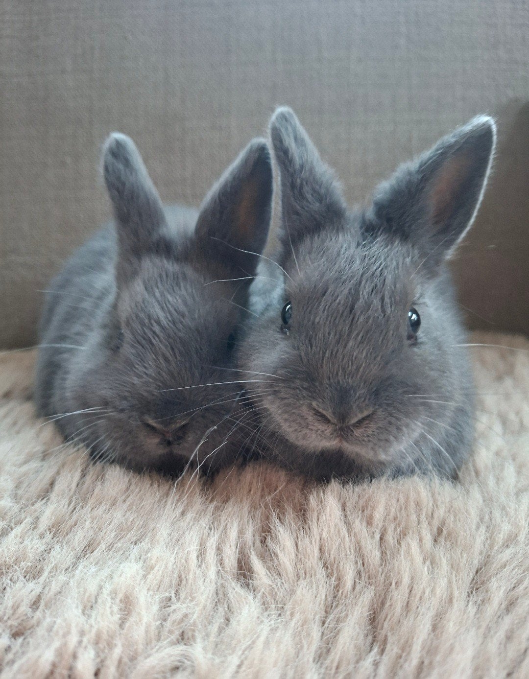 Gezocht: maatje voor ons konijn, Dieren en Toebehoren, Konijnen, Mannelijk