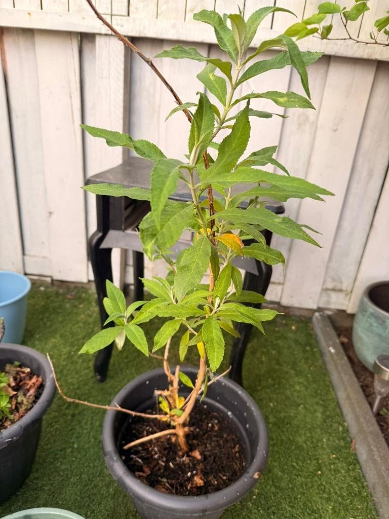vlinderstruik, Tuin en Terras, Planten | Bomen, Overige soorten, Minder dan 100 cm, Zomer, Ophalen