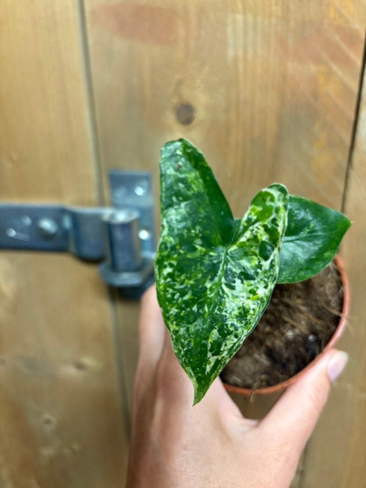 Alocasia zebrina variegata plant tricolor albo aurea green, Huis en Inrichting, Kamerplanten, Ophalen of Verzenden, Halfschaduw