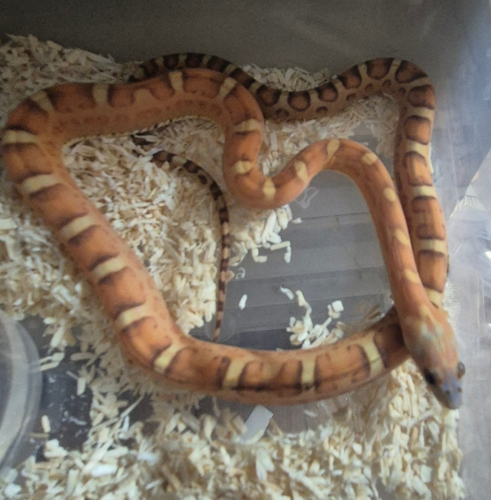 scaleless pantherophis guttatus/elaphe/ rode rattenslang, Dieren en Toebehoren, Slang, 0 tot 2 jaar