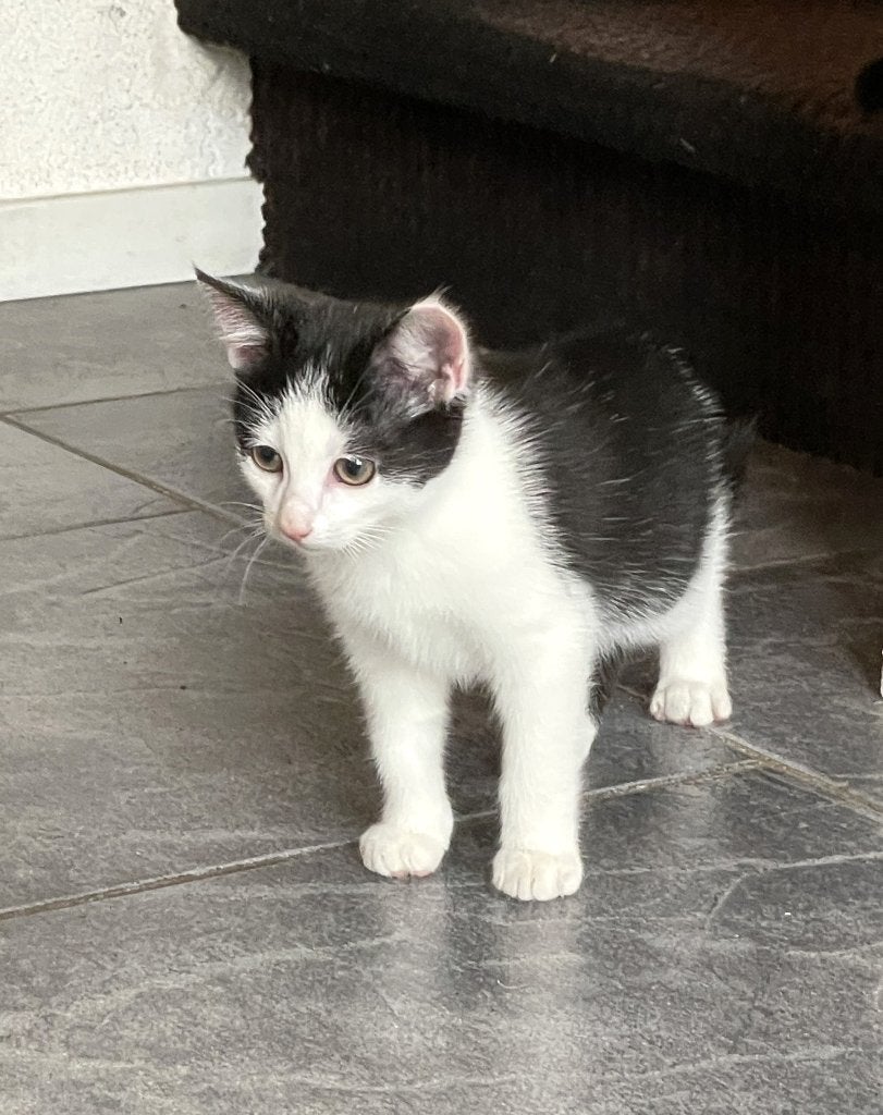 Kitten Poesje Mag haar NESTJE gaan verlaten !, Dieren en Toebehoren, Katten en Kittens | Overige Katten, Poes, Kortharig
