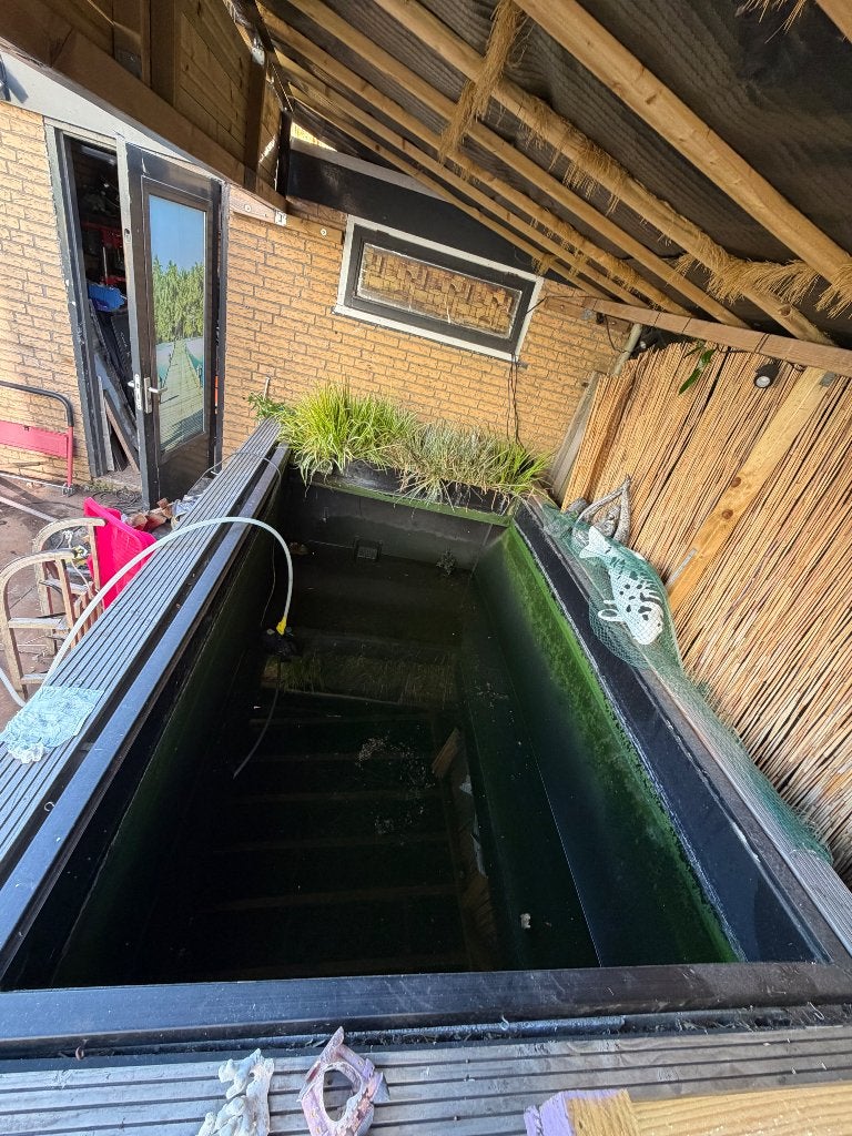 Karper vissen, Karper of Koi