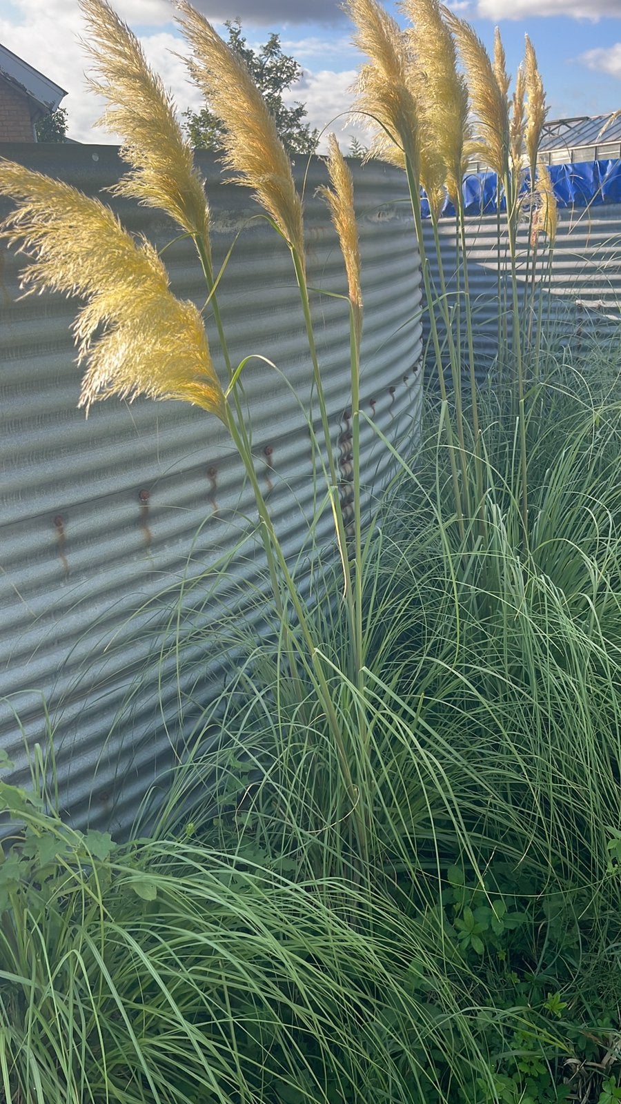 Pampasgras (Cortaderia selloana) met kluit, Ophalen, Siergrassen, Volle zon