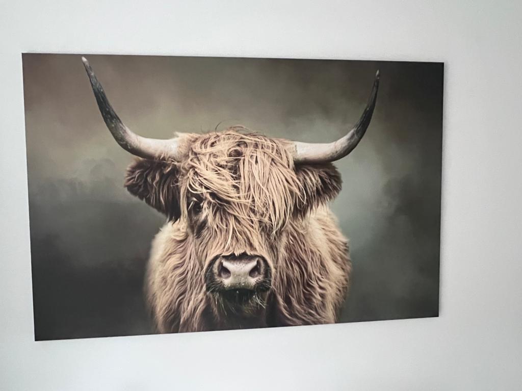 Canvas schilderij Schotse Hooglander, 160 x 105, Ophalen, 125 cm of meer, Zo goed als nieuw, Schilderij