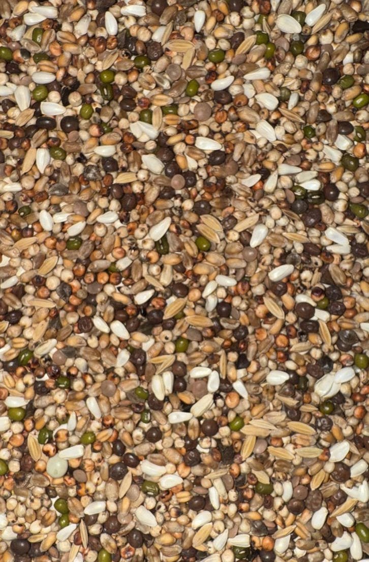 ️ Lasterie Dieetvoer – 20 kg ️, Dieren en Toebehoren