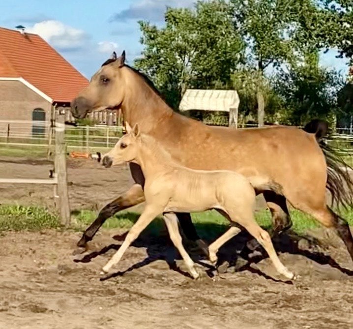 Te koop schitterende Welsh merrie met hengstveulen, Dieren en Toebehoren, Merrie, Met stamboom, Dressuurpony, 3 tot 6 jaar