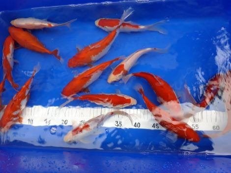 Sarasa in diverse maten vanaf €2.50 per stuk, Goudvis(sen)