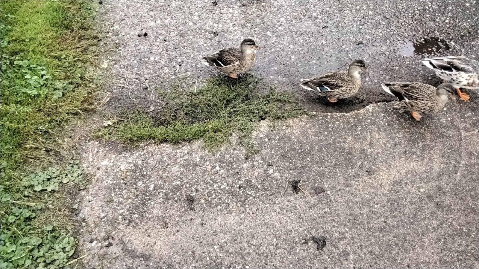 kwakers tekoop, Dieren en Toebehoren, Pluimvee, Meerdere dieren, Eend