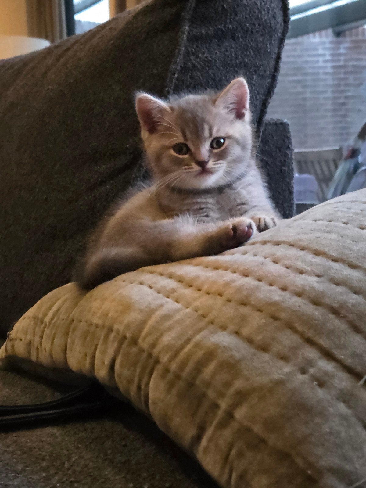 britse korthaar kitten (katertje), Kater, Kortharig, 0 tot 2 jaar