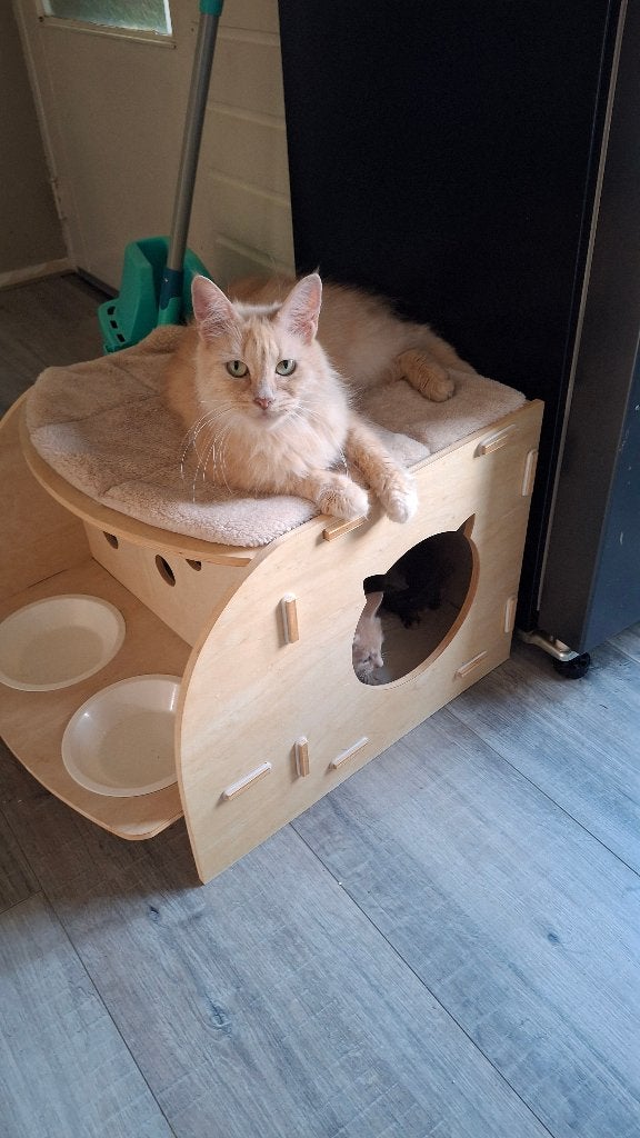 Kruising Main Coon, Dieren en Toebehoren, Meerdere dieren, Kortharig, 0 tot 2 jaar