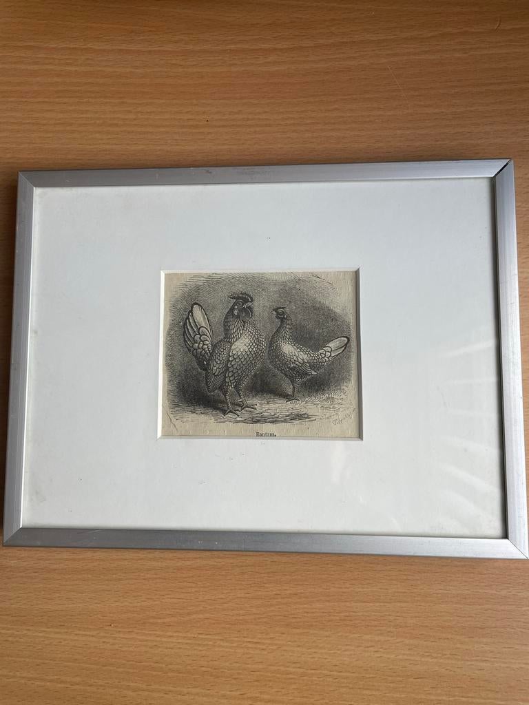 Ingelijste prent van Bantam kippen, Antiek en Kunst, Ingelijst, 1800 - 1899, Ophalen of Verzenden, Gravure