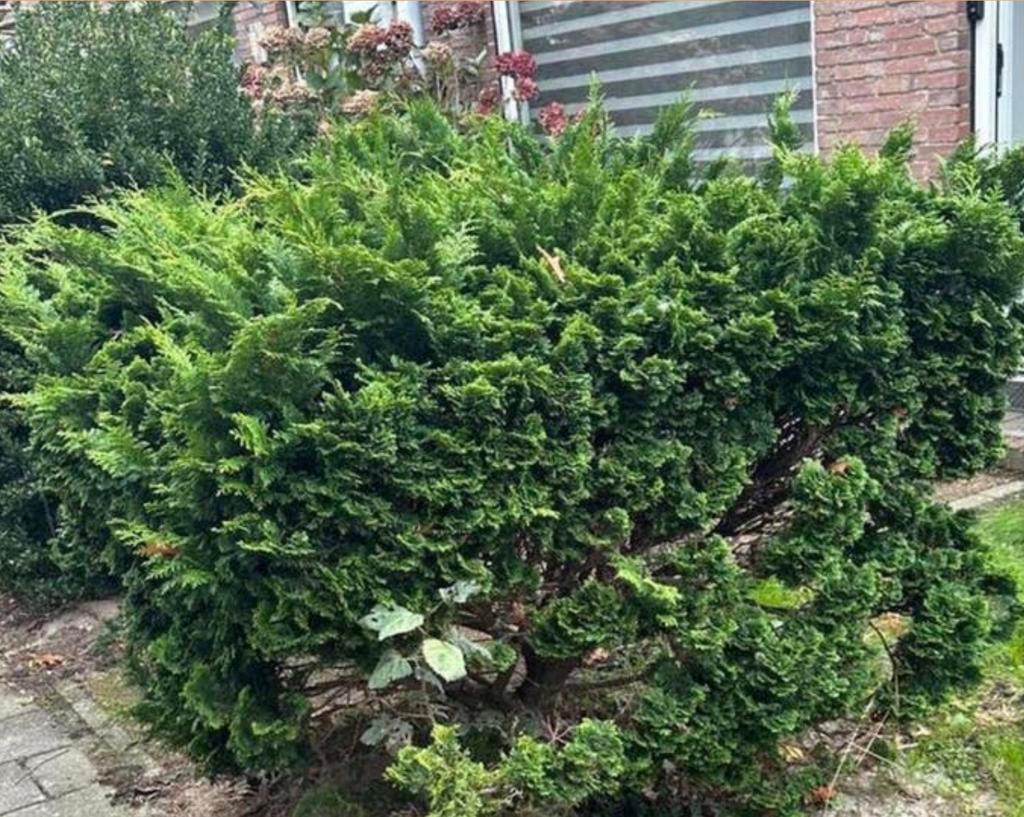 Coniveer in blok gesnoeid, Tuin en Terras, Ophalen, Overige soorten, Struik, 100 tot 250 cm