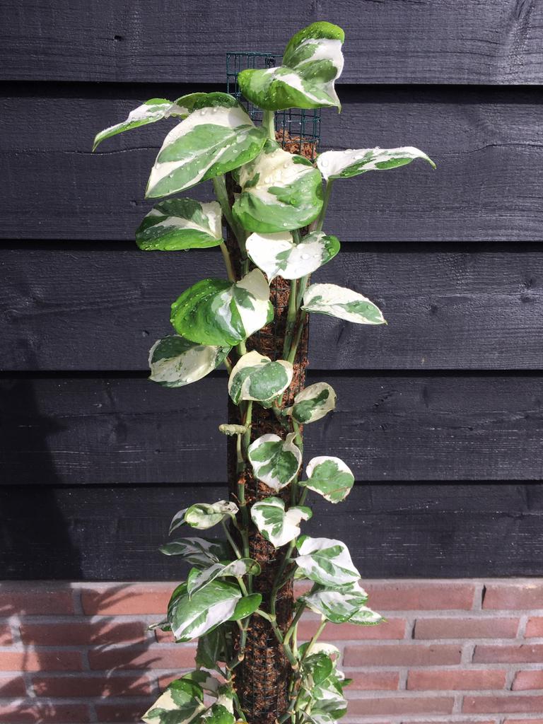 Kamerplant Epipremnum aureum “N’joy” (variegated), Ophalen, Overige soorten, Halfschaduw, In pot