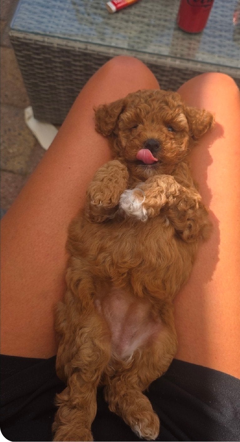 Australian Labradoodle pups, Dieren en Toebehoren, Honden | Jack Russells en Terriërs, Overige rassen, 8 tot 15 weken, Meerdere
