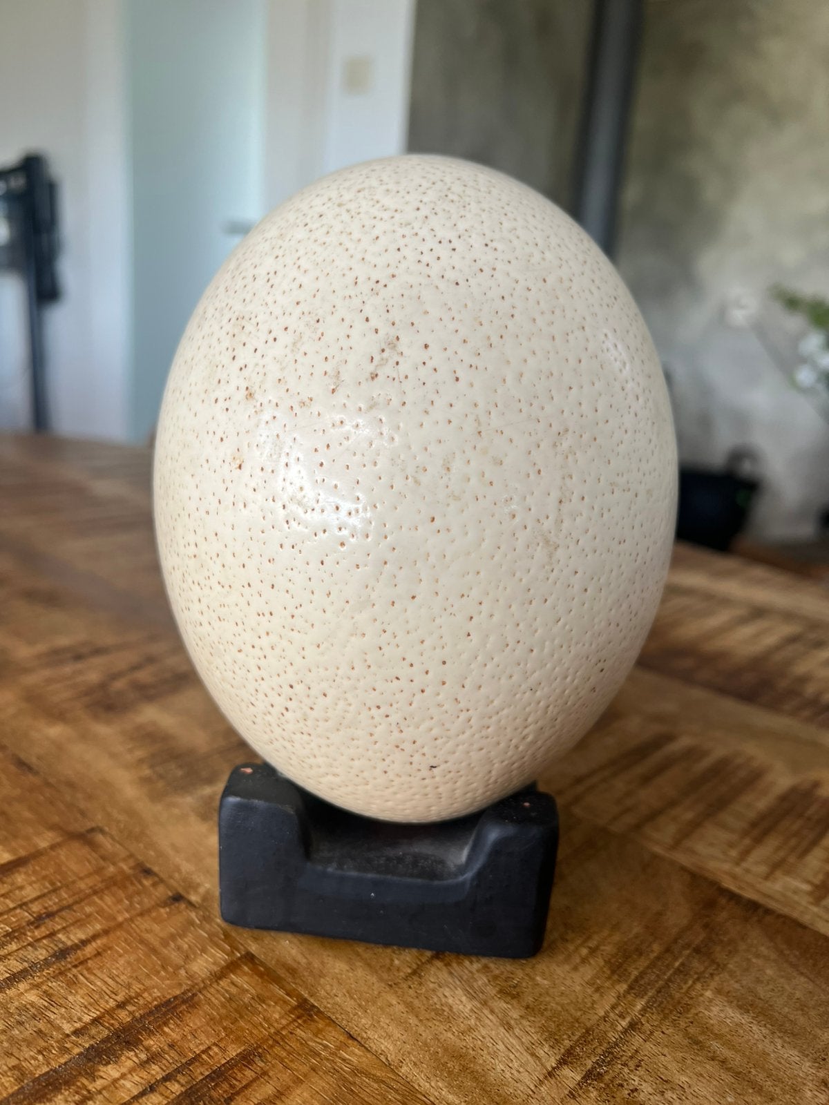 Struisvogel ei., Verzamelen, Ophalen, Zo goed als nieuw, Beeldje of Figuurtje