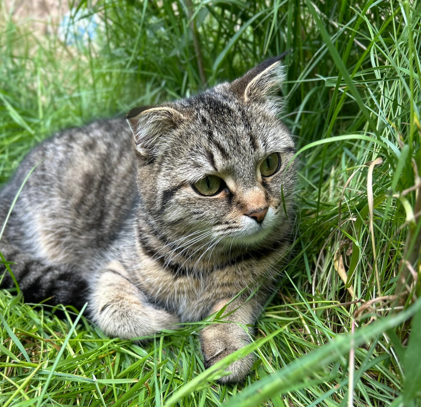 Gratis, Meerdere dieren, Kortharig, 0 tot 2 jaar