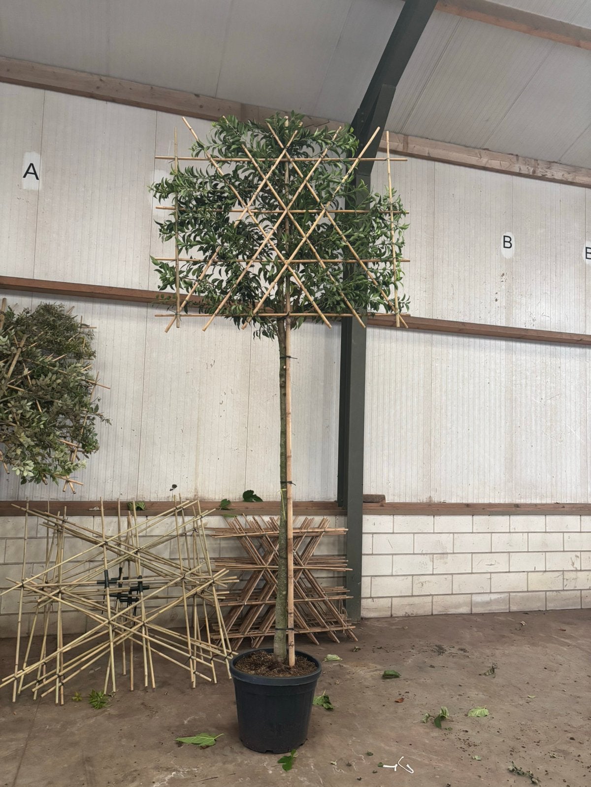 Prunus lusitanica ‘Angustifolia’ – Portugese laurier, Tuin en Terras, Planten | Bomen, In pot, Bloeit niet, Leiboom, Halfschaduw