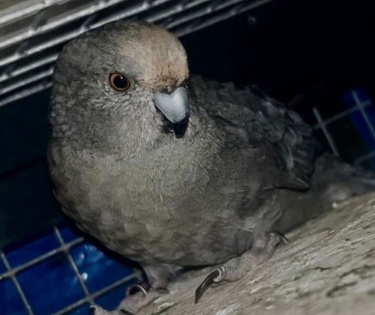 Mooie koppel kakariki’s, Meerdere dieren, Parkiet