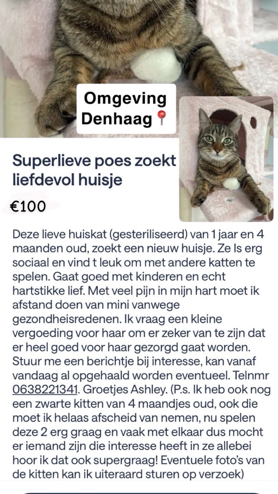 Katje tekoop, Dieren en Toebehoren, Kat