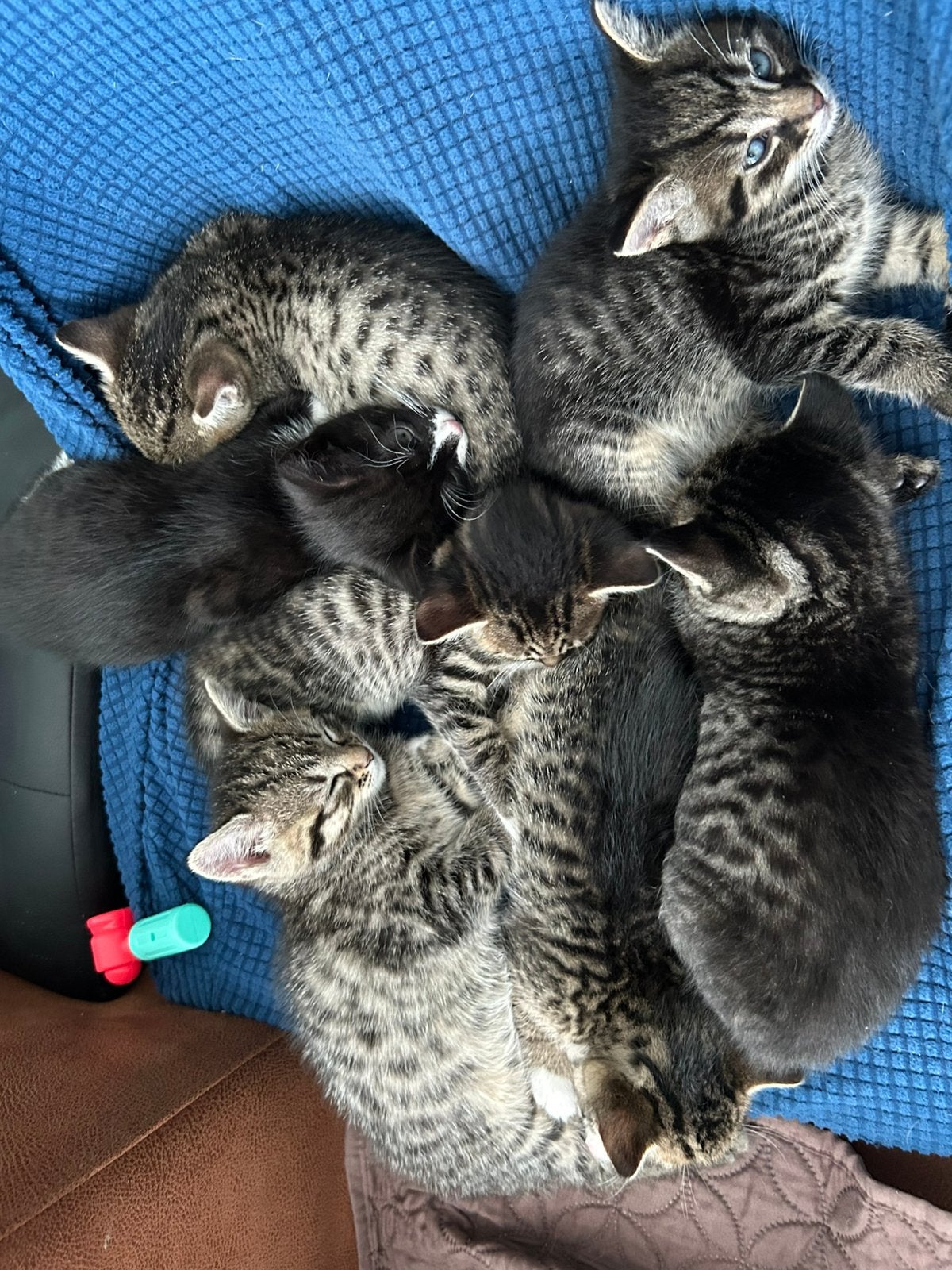 6 lieve kittens, Dieren en Toebehoren, Katten en Kittens | Overige Katten, Meerdere dieren