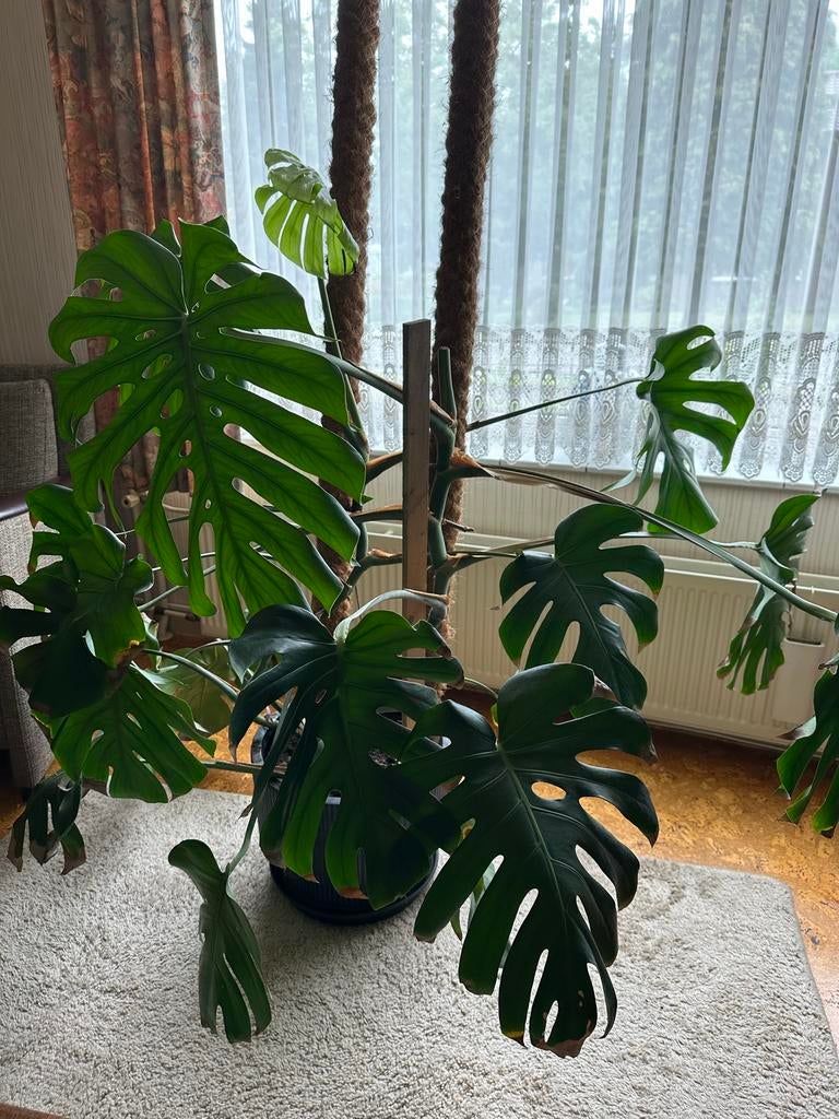 Grote Monstera Deliciosa - Kamerplant, Ophalen, Overige soorten, Halfschaduw, In pot