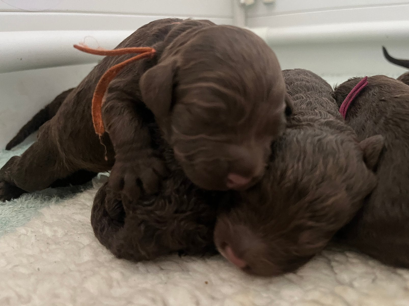 🚨labradoodle medium pup🚨, Overige rassen, 8 tot 15 weken, Meerdere, Meerdere dieren
