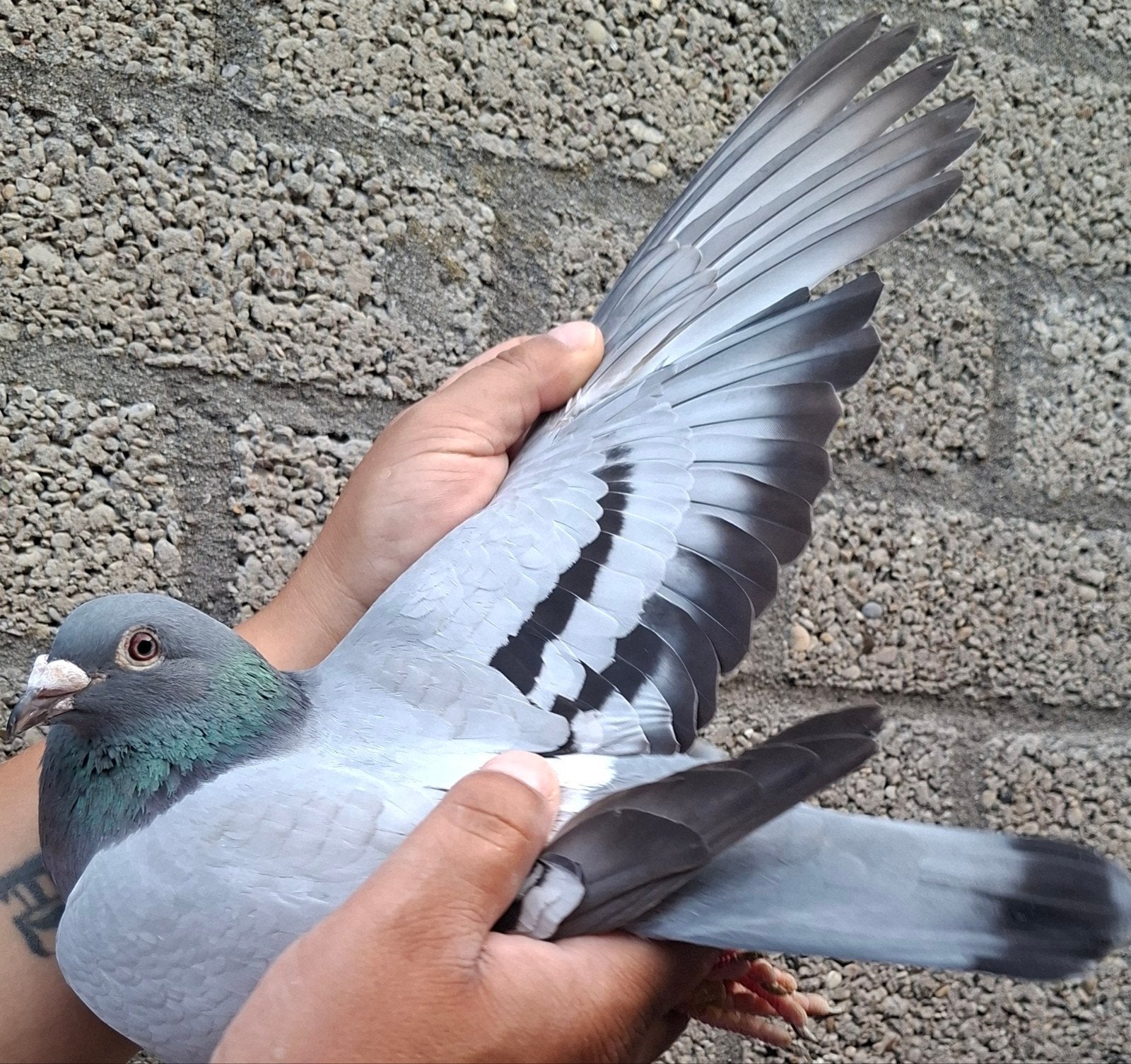 Postduif "BEST KITTEL"/"CHE", Dieren en Toebehoren, Vogels | Duiven, Postduif, Vrouwelijk