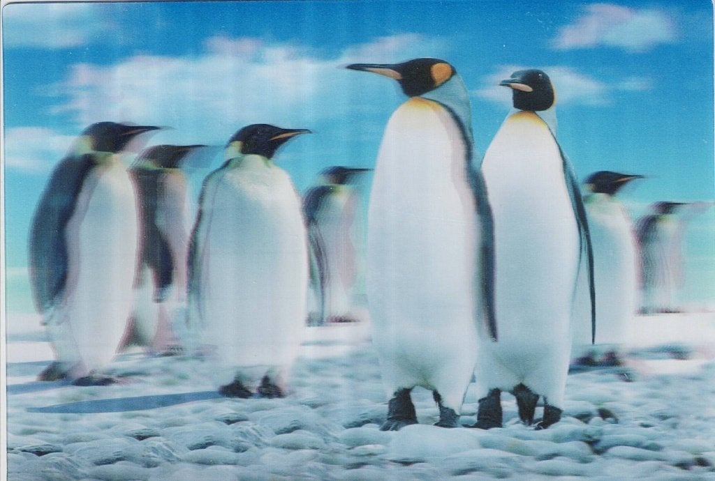 3D met Pignings   209, Verzamelen, Ansichtkaarten | Dieren, Verzenden, 1980 tot heden, Ongelopen, Waterdier