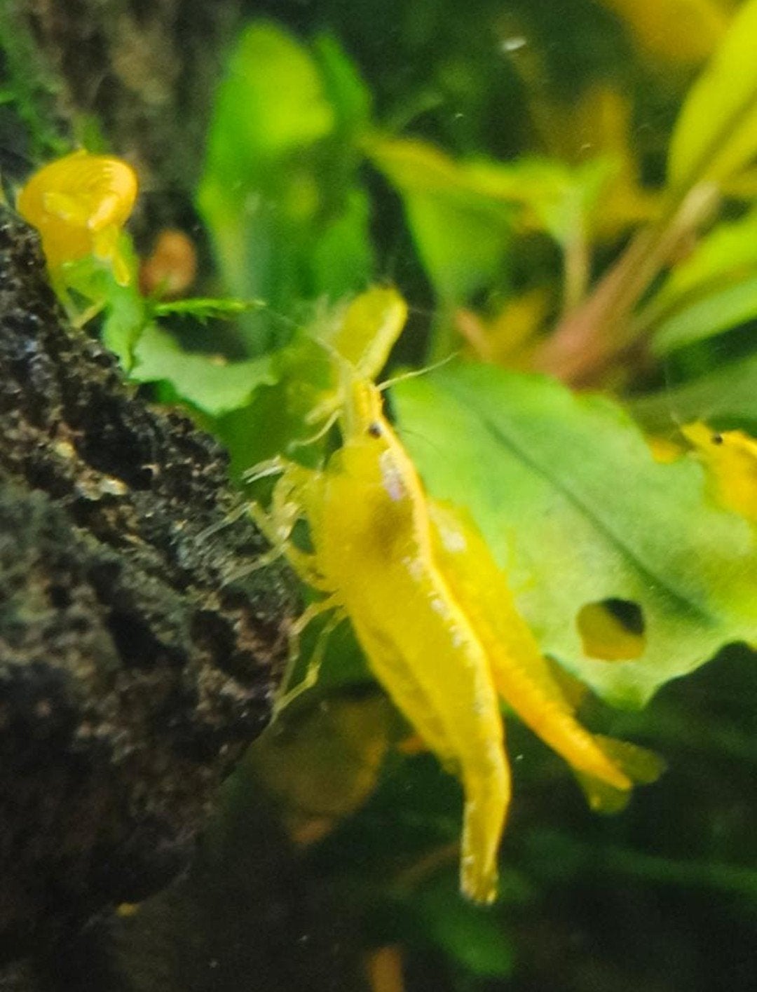 Neon Yellow Gele Garnalen (verzending mogelijk)

Mooie Gele, Dieren en Toebehoren, Vissen | Aquariumvissen, Kreeft, Krab of Garnaal