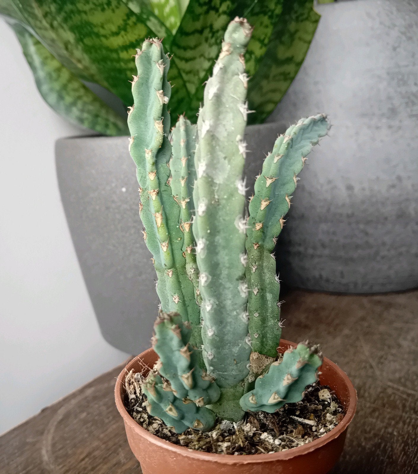 Euphorbia debilispina 15cm, Ophalen, Minder dan 100 cm, In pot, Cactus
