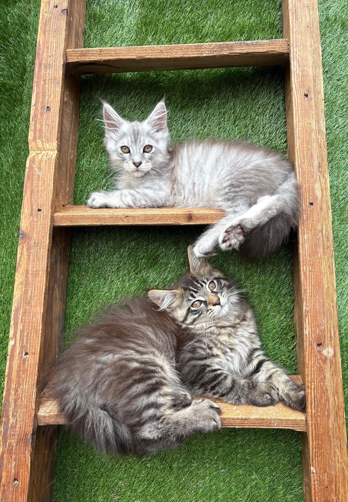 Mainecoon kittens, Meerdere dieren, Gechipt, 0 tot 2 jaar
