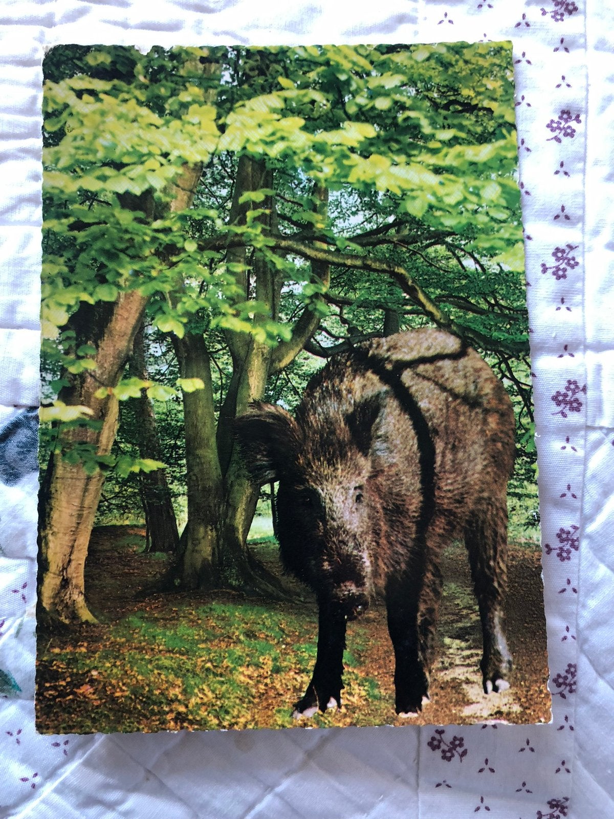 Wild zwijn in bos, Ophalen of Verzenden, 1960 tot 1980