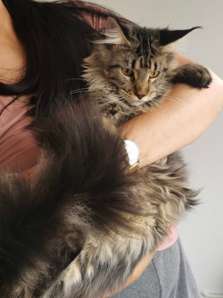 Maincoon, Poes