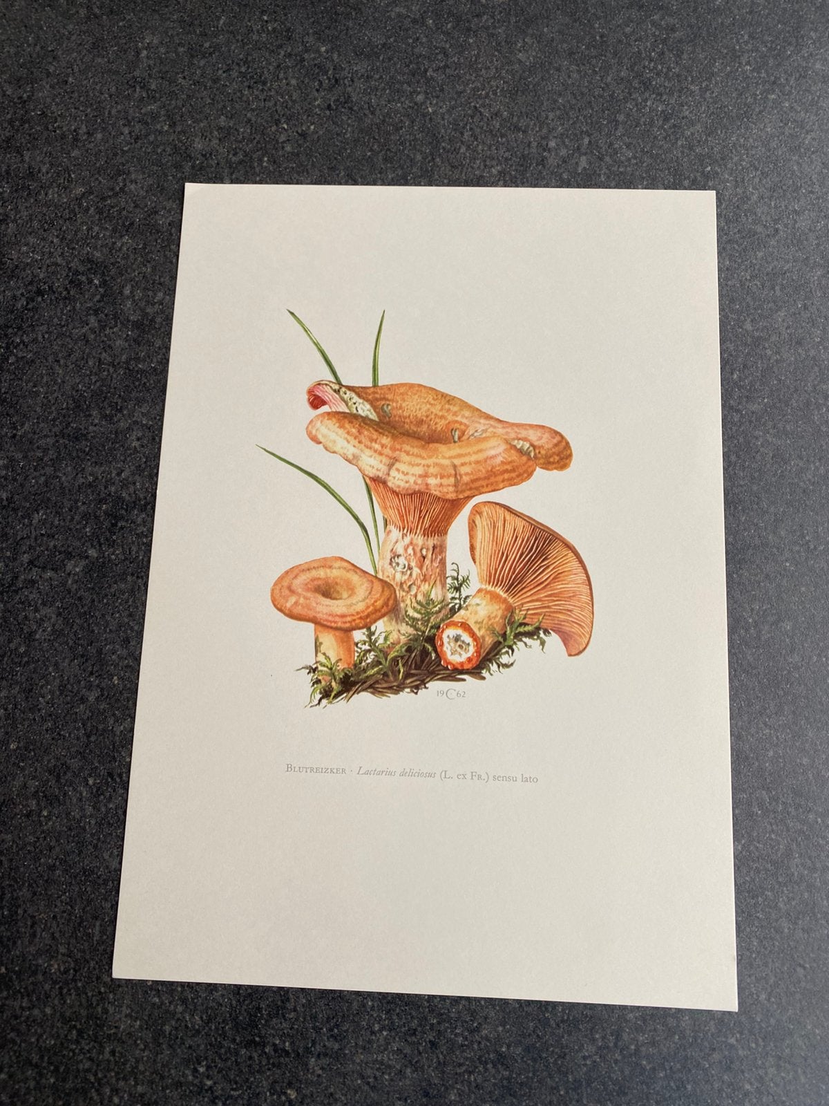 10 prenten soorten paddestoelen 19x27 cm samen 20 euro, Antiek en Kunst, Antiek | Schoolplaten, Ophalen of Verzenden, Natuur en Biologie