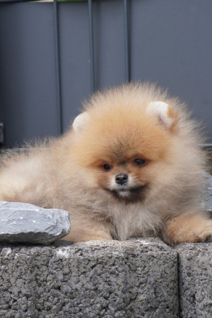 Pomeriaan pup reutje Orange Sable – Bear type, Nederland, Keeshond, Reu, 8 tot 15 weken
