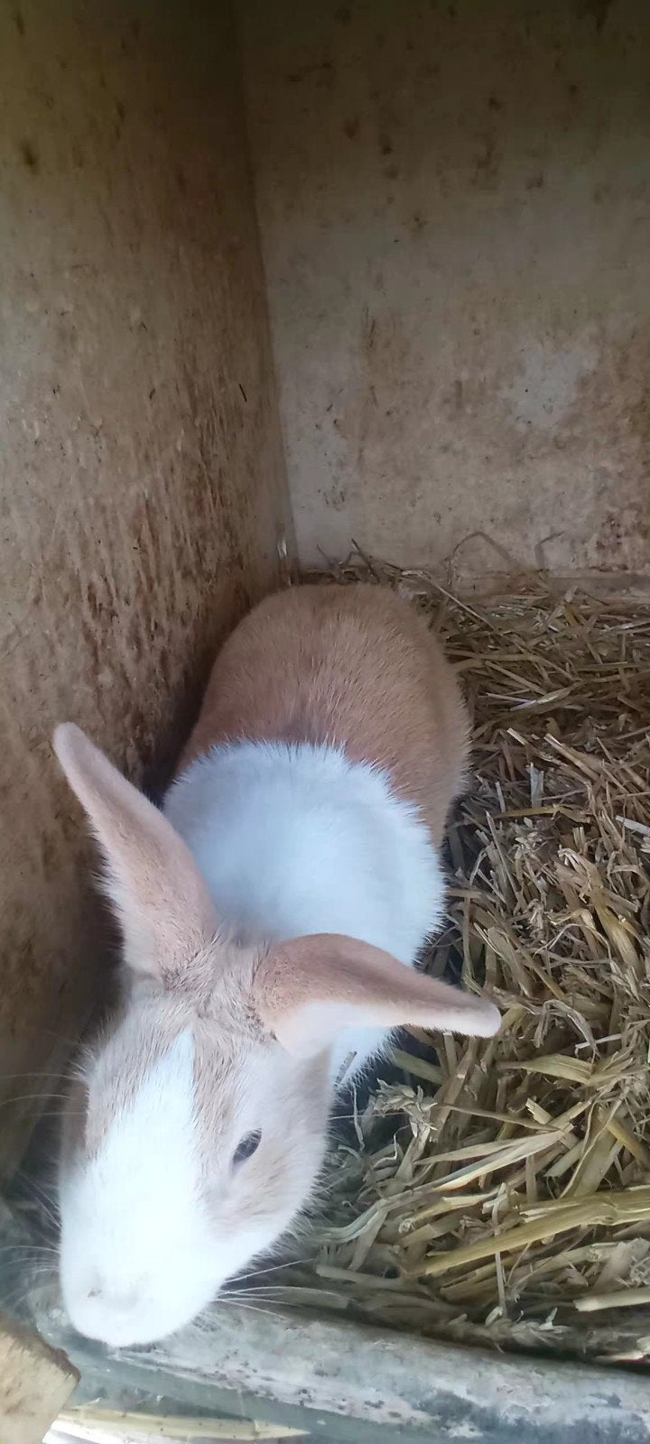 Te koop Gele Hollander ram., Dieren en Toebehoren, Konijnen, Mannelijk, 0 tot 2 jaar