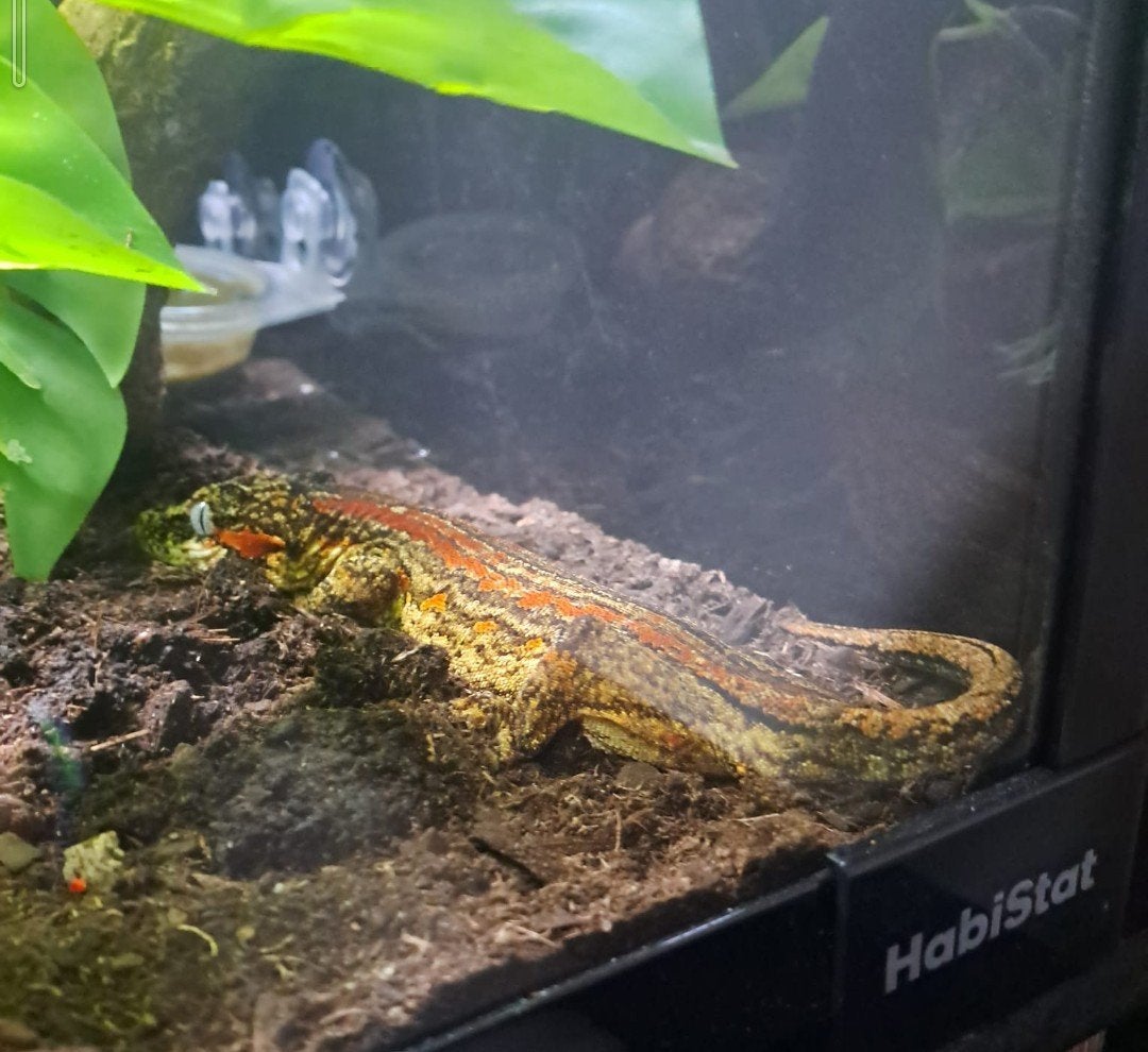Gargoyle Gekko incl habistat terrarium, transport bak, etc, Hagedis, Met terrarium