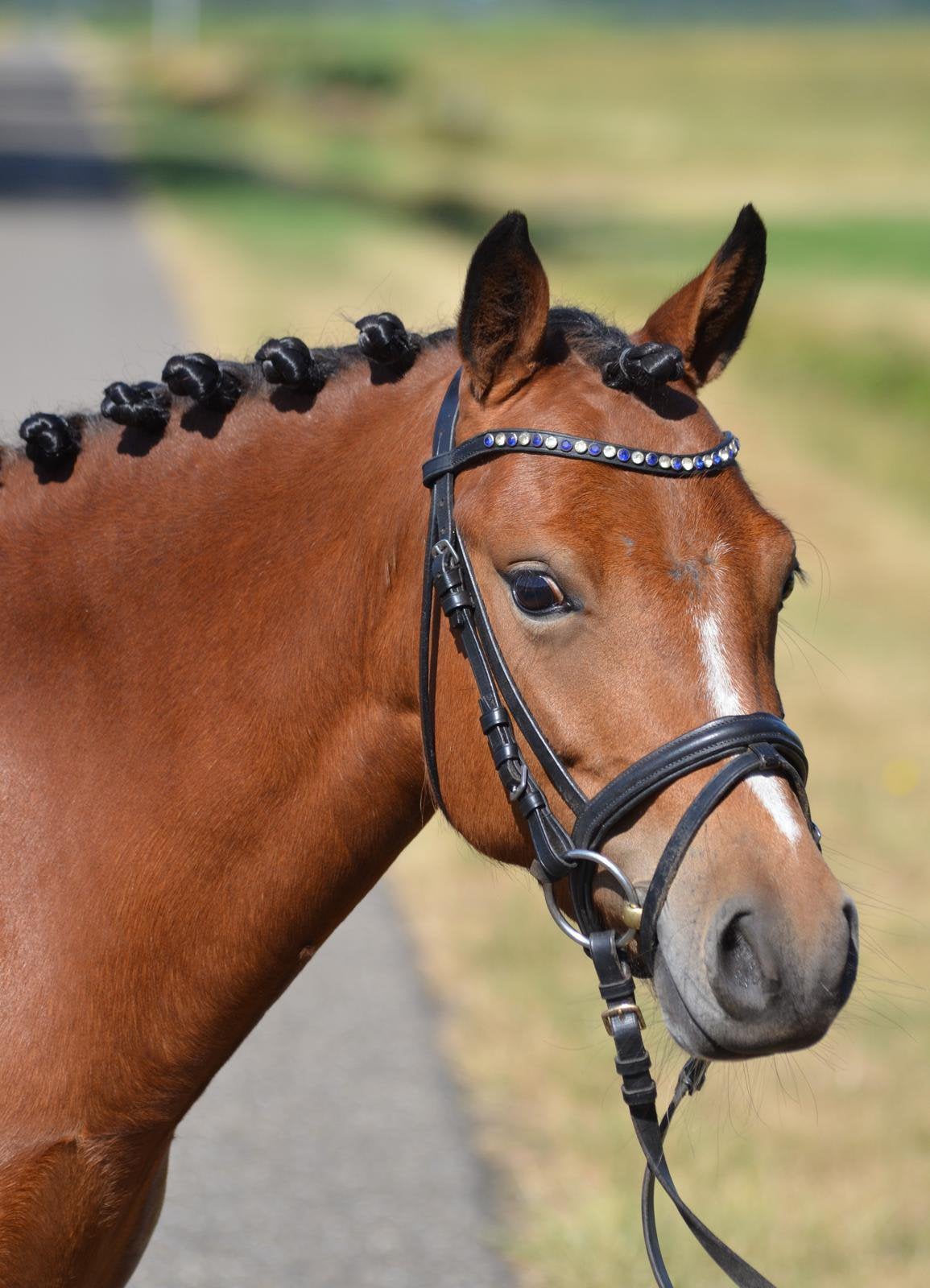 Knappe b pony te koop, Dieren en Toebehoren, Pony's, Merrie, Zadelmak, B pony (1.17m tot 1.27m), 3 tot 6 jaar, Met stamboom, Gechipt