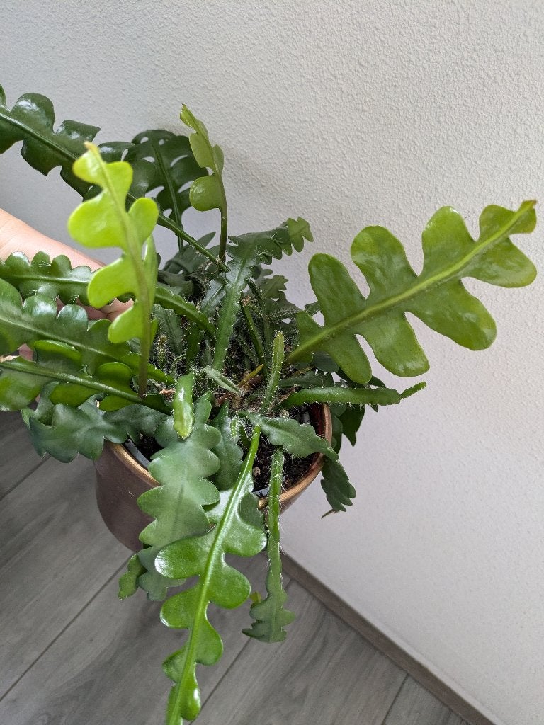 Epiphyllum Anguliger / Zaagcactus stekjes, Ophalen of Verzenden, Halfschaduw, Minder dan 100 cm
